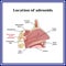 Location of adenoids.The structure of the nasopharynx