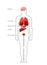 Location organs in male body. Physiological structure diagram of brain and lungs anatomical work.