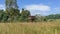 Location photos The tall grass swaying in the wind has a small house raised high.