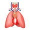 The location of the thymus. Human organ anatomy.