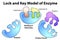 Lock and key model of enzyme