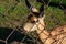 A locked fawn stands in a cage behind a fence