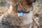 locket on collar on dog\'s neck