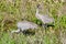 Locking eyes with adult Sandhill crane (Antigone canadensis) with young chick