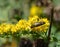 Locust Borer Beetle