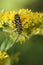 Locust Borer (Megacyllene robiniae)