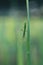 locust bug & x28;Leptocorisa oratorius& x29; perched on a green rice leaf