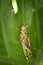 Locust climbing on leaf.