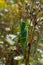 locust close-up on chamomiles background. big green grasshopper. pest