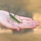 Locust The Common Acrida or green grasshopper, insect on the open human hand