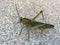 Locust cricket grasshopper on concrete