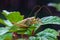 Locust. Grass Hopper. Grasshopper hanging out in a summer meadow