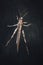 Locust grasshopper on black background