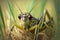 Locust grasshopper close portrait. Macro green brown insect pest eats plants crops. Detailed photo generative AI
