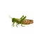 Locust grasshopper icon, pest control insect