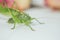 Locust or grasshopper on a white table close-up on a blurred background. live green harmful insect in macro. katydid. copy space