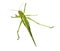 Locust green. Grasshopper. Isolator.
