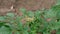 Locust, green grasshopper sits on a potato leaf.