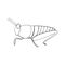 Locust icon. hand drawn doodle style. vector, minimalism, monochrome, sketch. insect, grasshopper