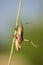 Locust Lubber Grasshopper