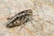 Locust nymph