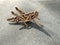 Locust perched on a canvas background, in the Masai Mara, Kenya.