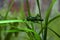 Locust perched on green leaves