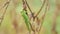 Locust perched on a plant witn morning dew. Pachytyins migratorius L..