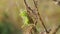 Locust perched on a plant witn morning dew. Pachytyins migratorius L..