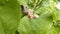 Locust on plant eating leaf, close up. Grasshopper destroying green flora, macro.