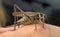 Locust sitting on hand