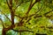 Locust tree close-up background.