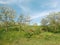 Locust trees, springtime at Feredeu monastery, Arad County,