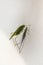 Locust on white background. Side view. Macro