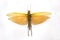 Locust yellow isolated on a white background with beautiful wings, the idea is the concept of free space for text. Animals,