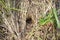 Locustella fluviatilis. The nest of the River Warbler in nature.