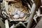 Locustella luscinioides. The nest of the Savi`s Warbler in natur