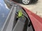 Locusts by car.  A large and green grasshopper sits on the windshield of a red car.