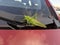 Locusts by car.  A large and green grasshopper sits on the windshield of a red car.