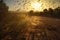 locusts casting eerie shadows on the ground during swarm