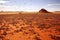 locusts covering the ground in african desert