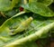 Locusts or grasshopper sitting on leaf .