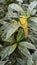 Locusts on green leaves with spiders in the legs, playing or eating, Indonesia