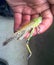 Locusts on the man`s hand. orthopteran