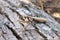 Locusts perched on the bark of an old tree.