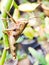 locusts perched on tree branches