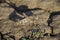 locusts on a sun-scorched road in macro photography