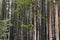 Lodge pole pines