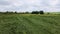 Lodged cereals after storm and hail. Ripening rye. Has suffered from bad weather. Aerial photography