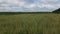 Lodged cereals after storm and hail. Ripening rye. Has suffered from bad weather. Flight over crops at low altitude. Flight over